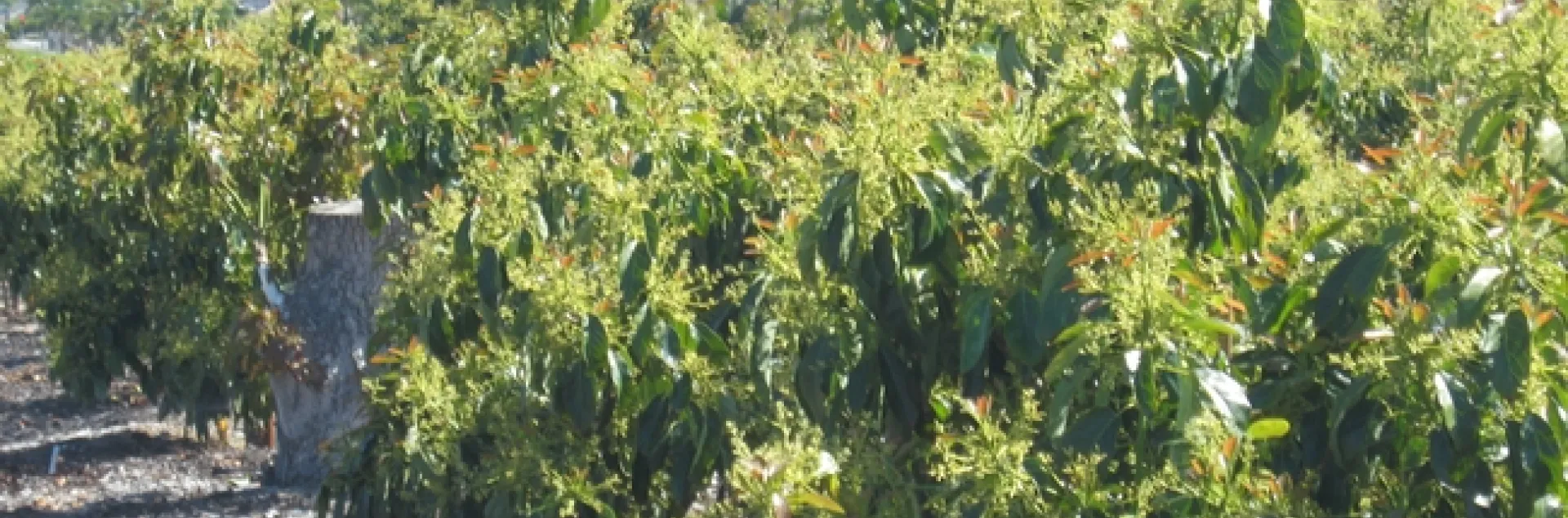 avocados in bloom
