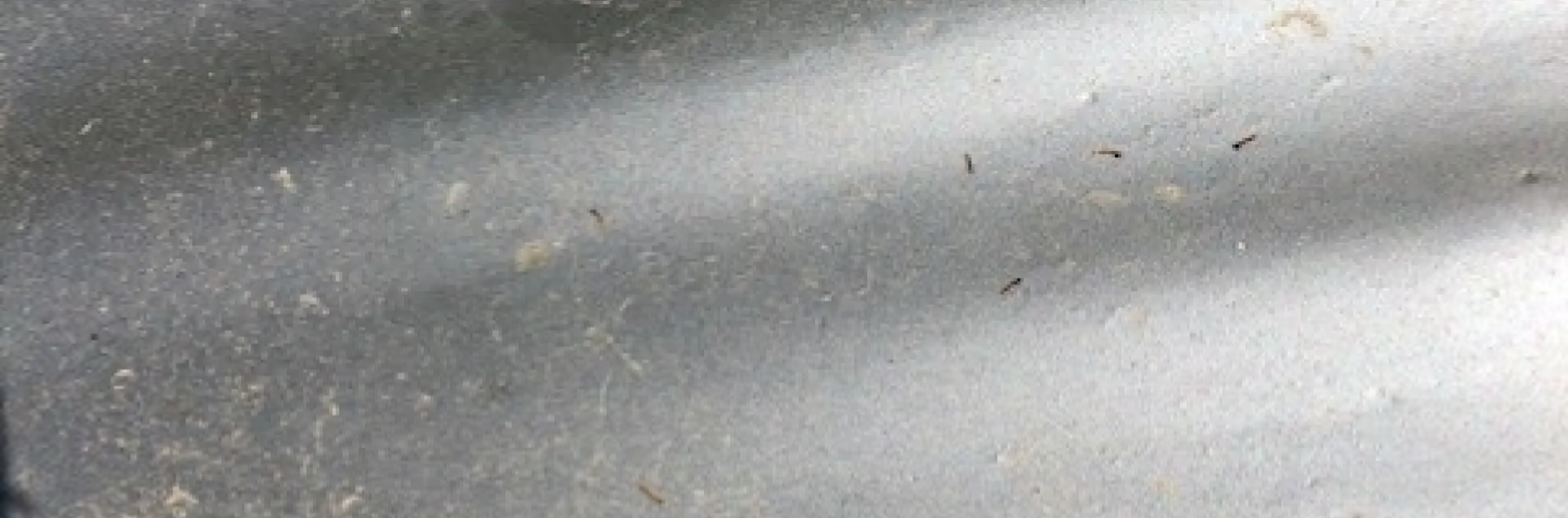 Larva of the convergent ladybird beetle.