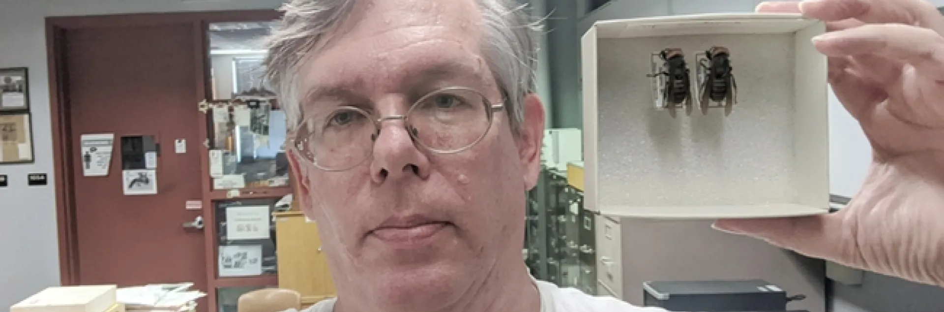 Entomologist Doug Yanega of UC Riverside shows two Asian giant hornets, one of which is from the colony detected and killed on Vancouver Island, British Columbia. He was sought out to identify the species.