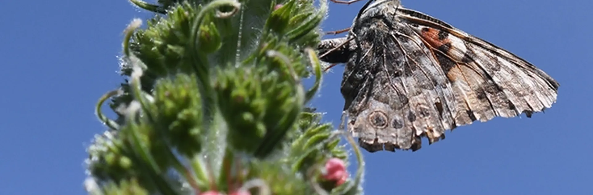 A painted lady, Vanessa cardui, laying her eggs on a tower of jewels, Echium wildpretii, in Vacaville, Calif. (Photo by Kathy Keatley Garvey)