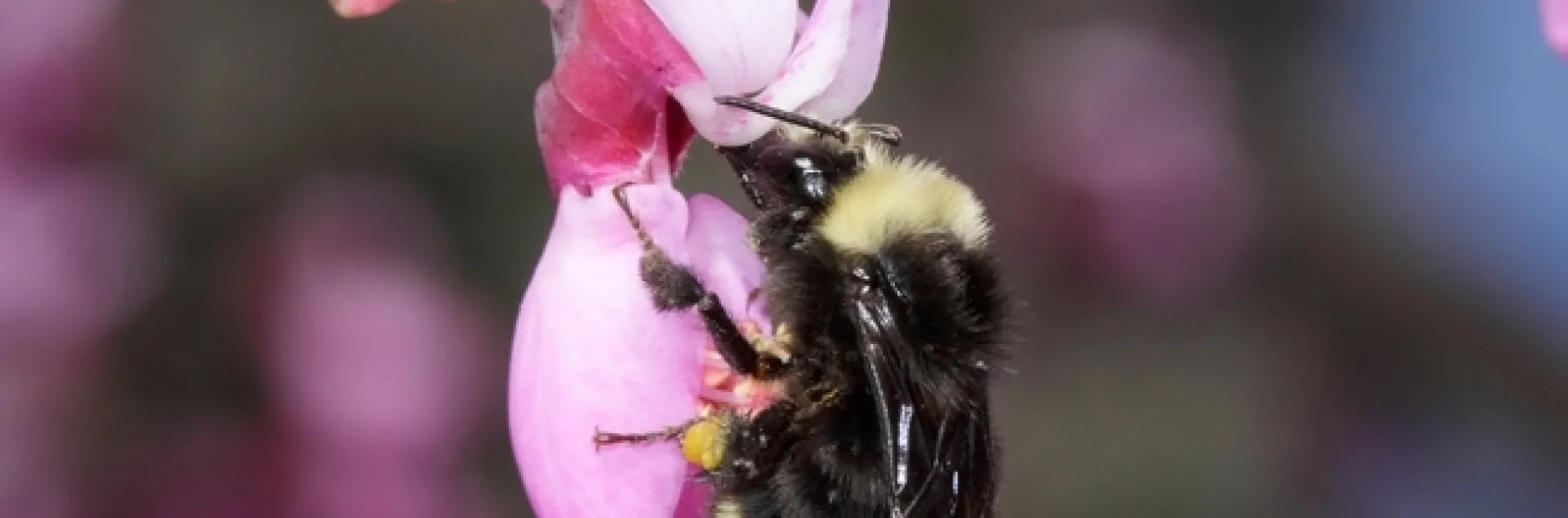bombus vosnesenski Coville