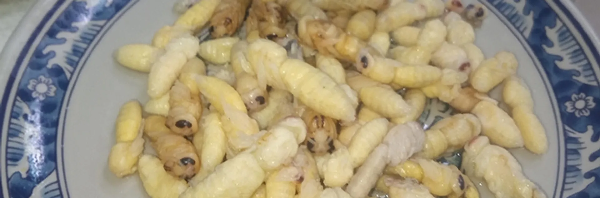 A blue plate special: larvae of the Asian giant hornet. This image is of food served in a restaurant in eastern Taiwan. (Photo by Matan Shelomi)