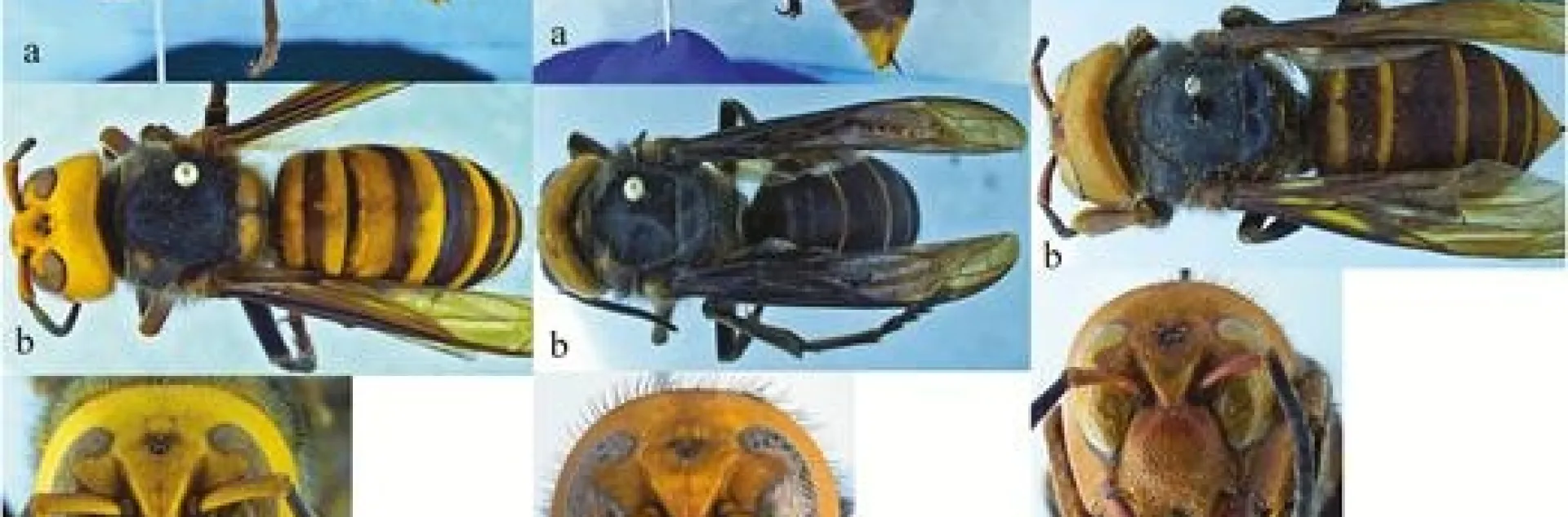 Vespa mandarina color forms. (a) Lateral view. (b) Dorsal view. (c) Front view of face. (Images by Allan Smith-Pardo, USDA)