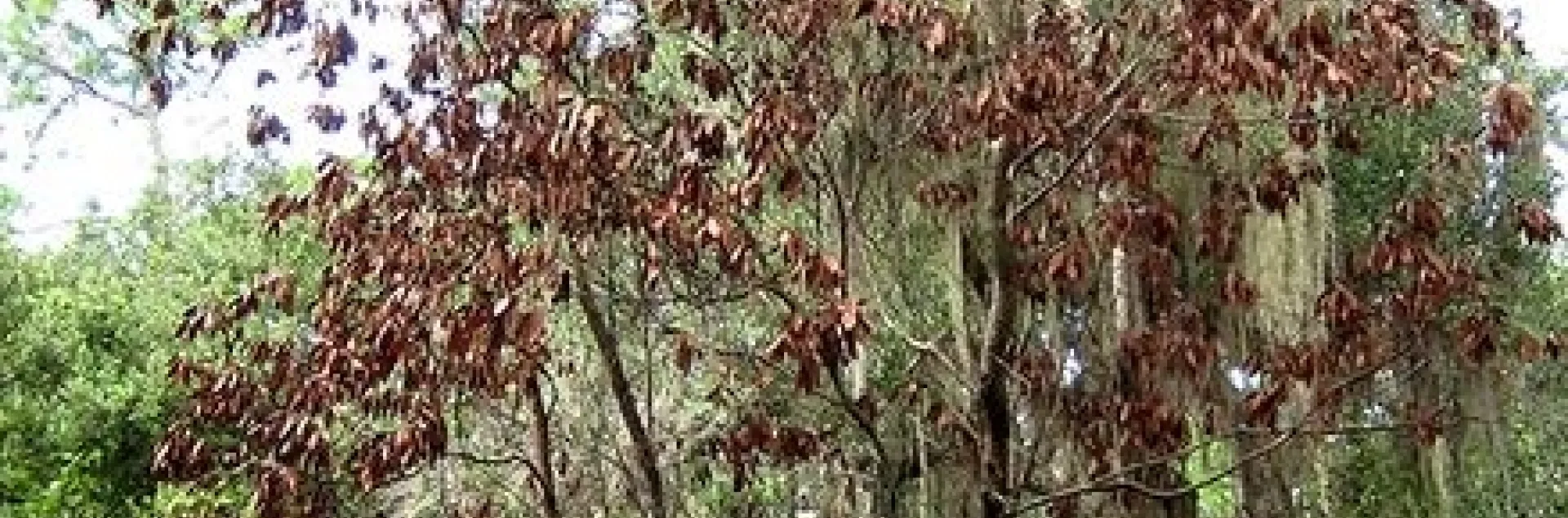 red bay killed by laurel wilt