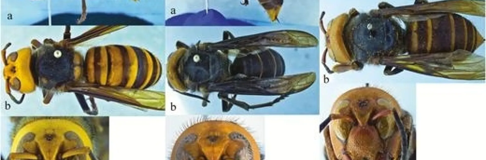 These images of the Asian giant hornet, aka "murder hornet," are published in the journal Insect Systematics and Diversity. (Images by Allan Smith-Pardo)