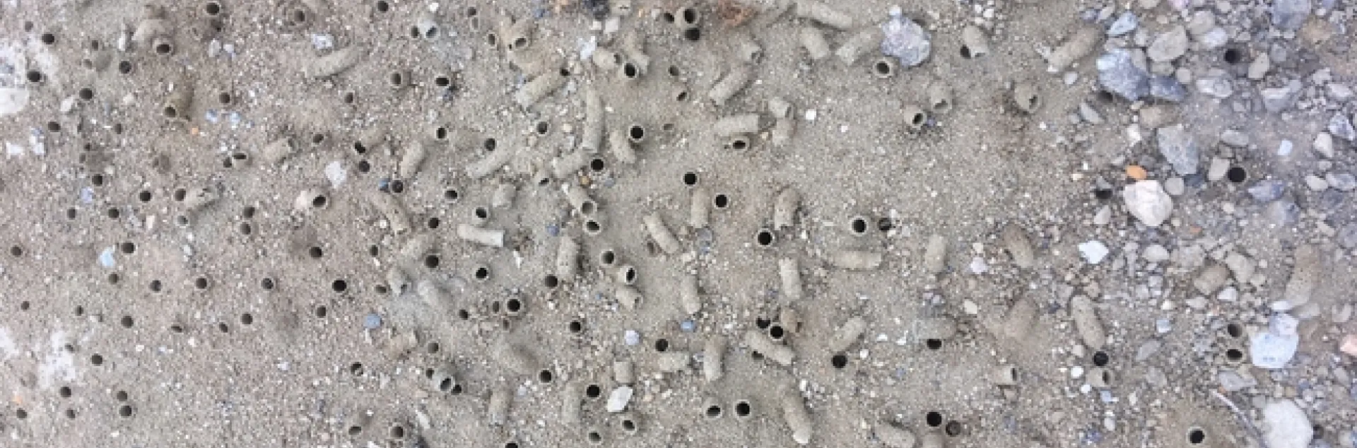 digger bee colony tunnels