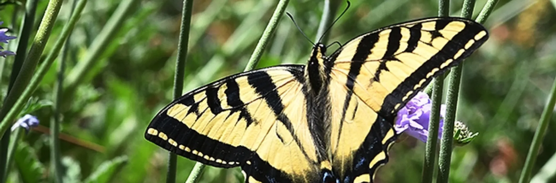 The Western Tiger Swallowtail, Papilio rutulus, foraging in the Ruth Storer Garden in the UC Davis Arboretum and Public Garden. (Photo by Kathy Keatley Garvey)