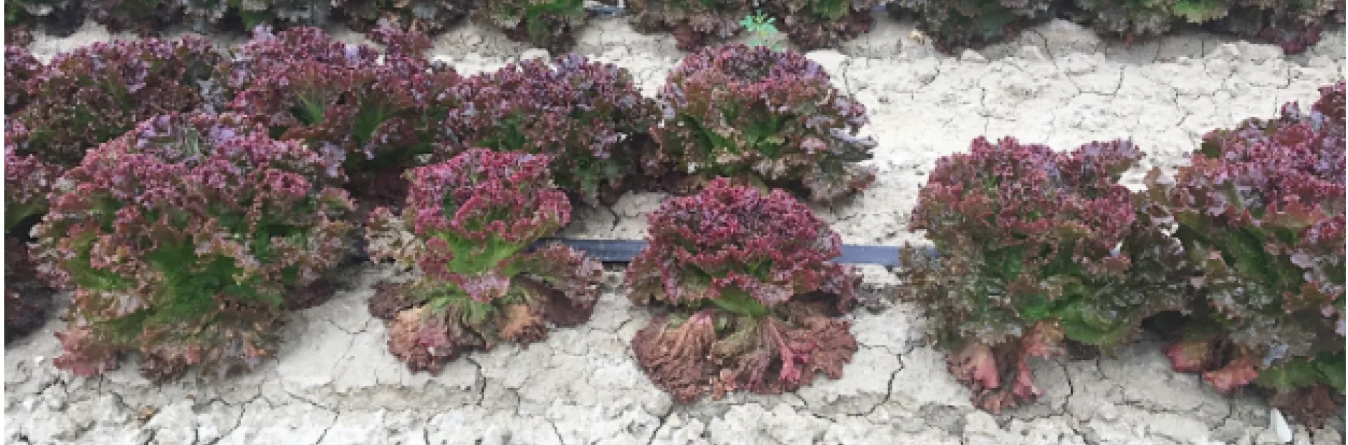 Screen Shot 2020-05-19 at 10.51.32 AM