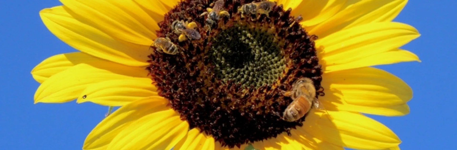 Sweat bees and a honey bee together on a sunflower