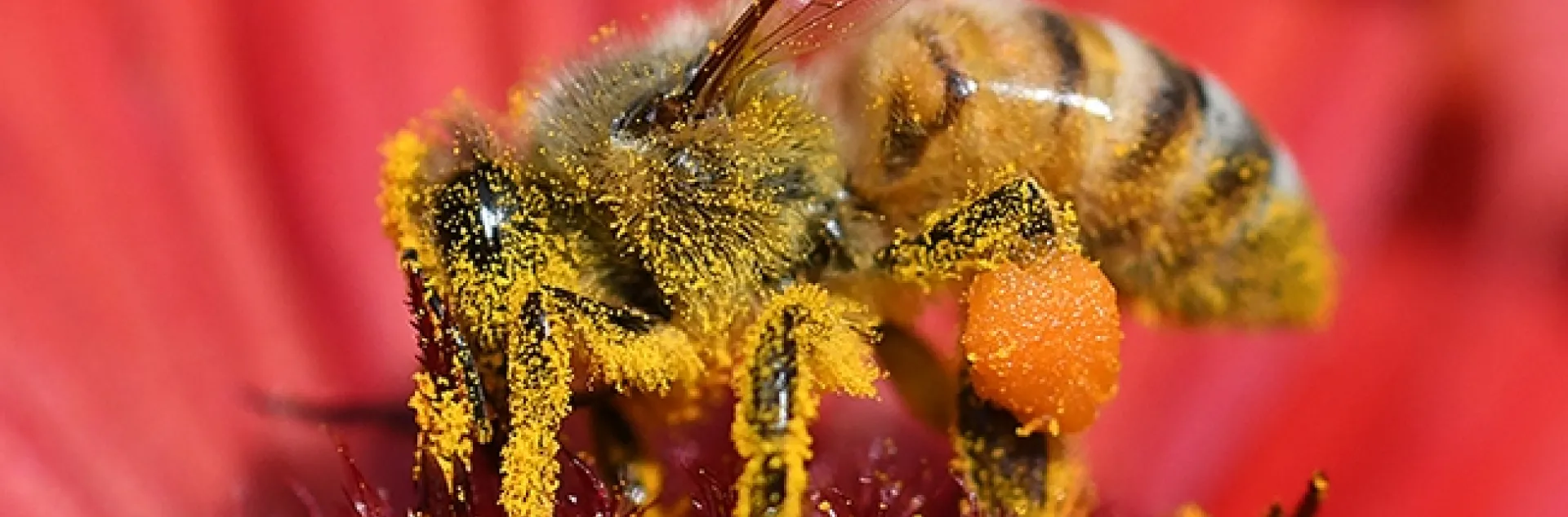 A honey bee dusted with pollen from Gaillardia, also known as "the blanket flower." (Photo by Kathy Keatley Garvey)