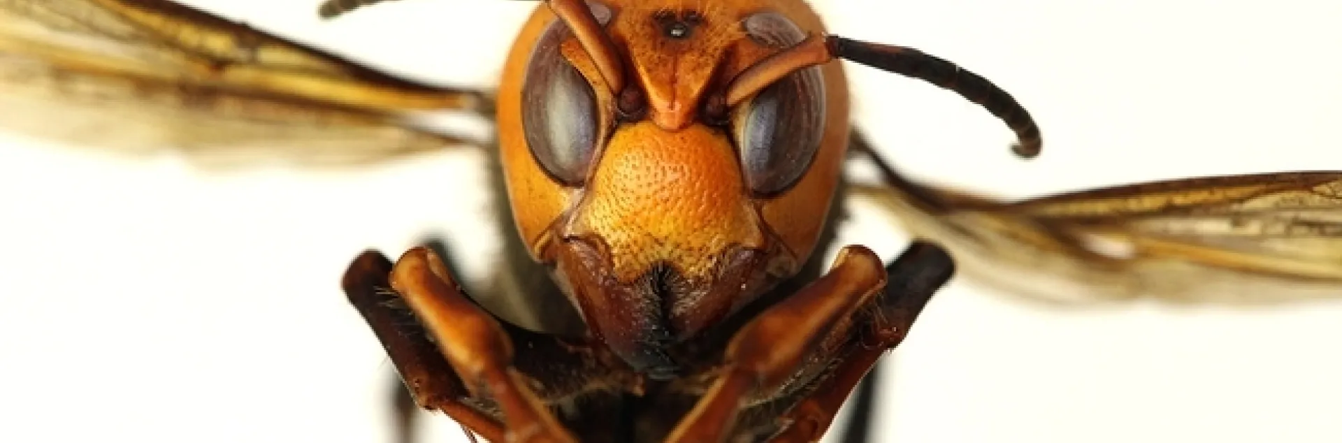 The Asian giant hornet, detected twice in North America last fall: a colony on Vancouver Island, British Columbia (destroyed) and a dead hornet in Blaine, Wash. (Photo courtesy of Washington State Department of Agriculture)