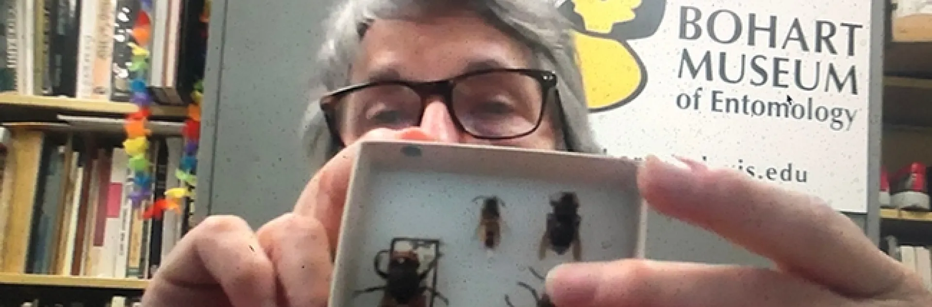 Wasp expert Lynn Kimsey, director of the Bohart Museum of Entomology, UC Davis, shows an Asian giant hornet specimen during the virtual open house May 22.
