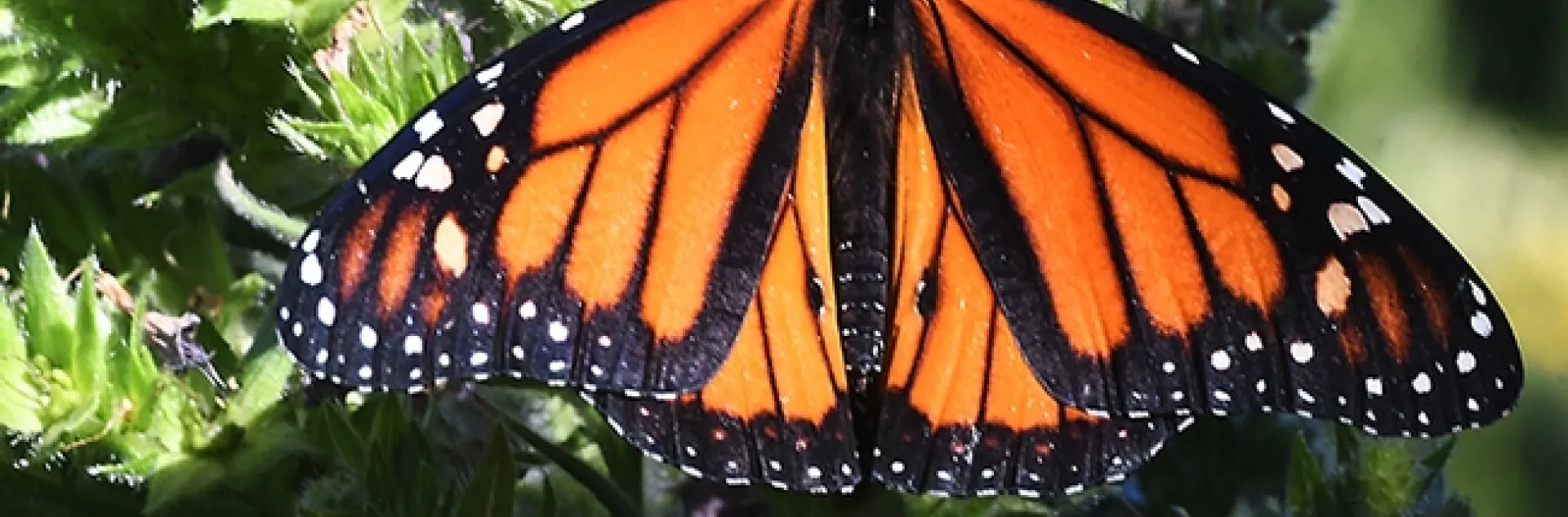 A male monarch, Danaus plexippus, spreads its wings on a tower of jewels (Echium wildpretii) in Vacaville, Calif. on Sunday, May 23. (Photo by Kathy Keatley Garvey)
