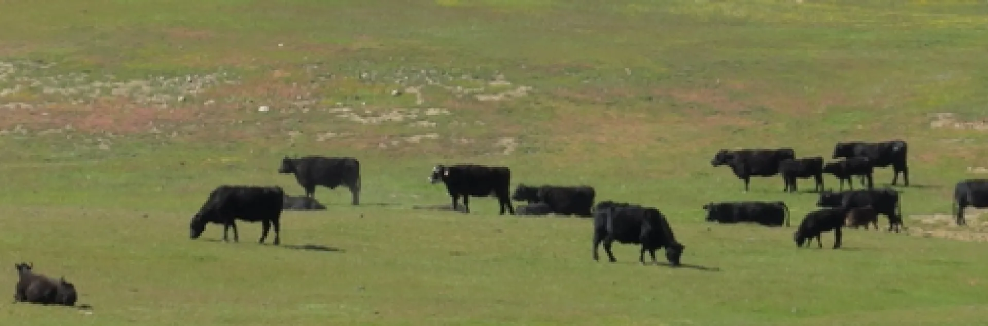 Cattle Grazing