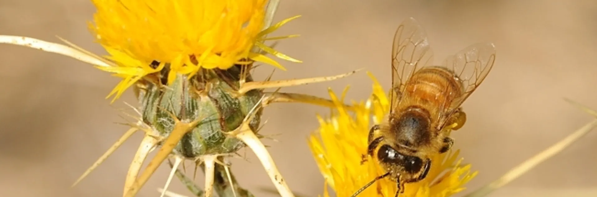 A honey bee foraging on yellow starthistle, a weed farmers hate but beekeeper, honey enthusiasts and mead makers love. (Photo by Kathy Keatley Garvey)