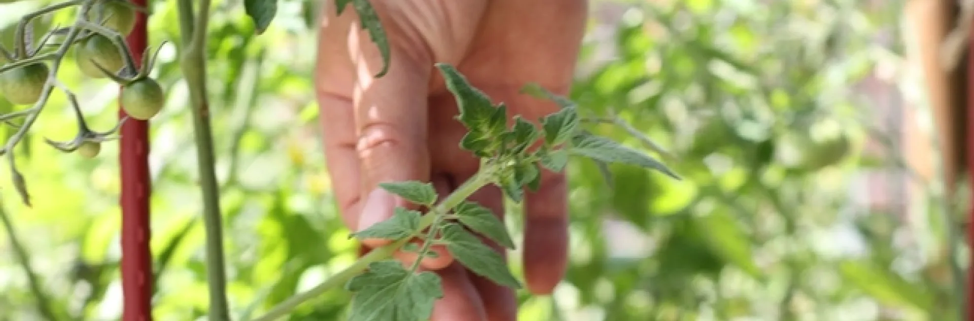 Sucker-all photos by Brie Russell