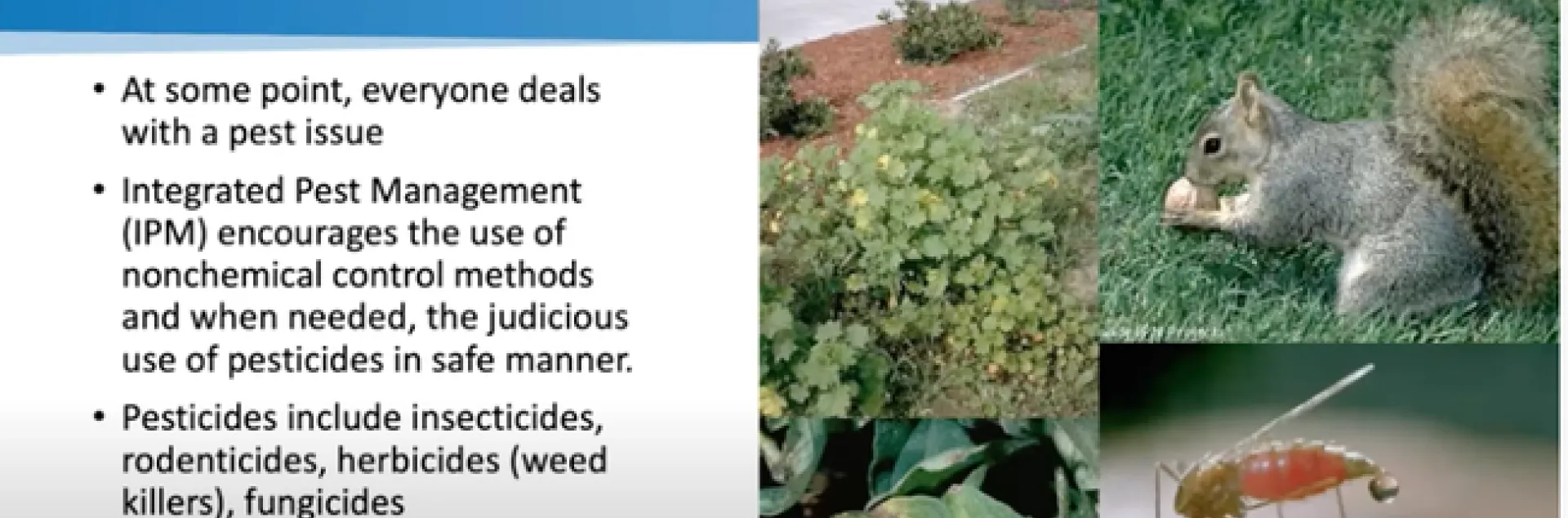 Karey Windbiel-Rojas shared ideas on how we can all help protect the environment through careful management of urban pest management.