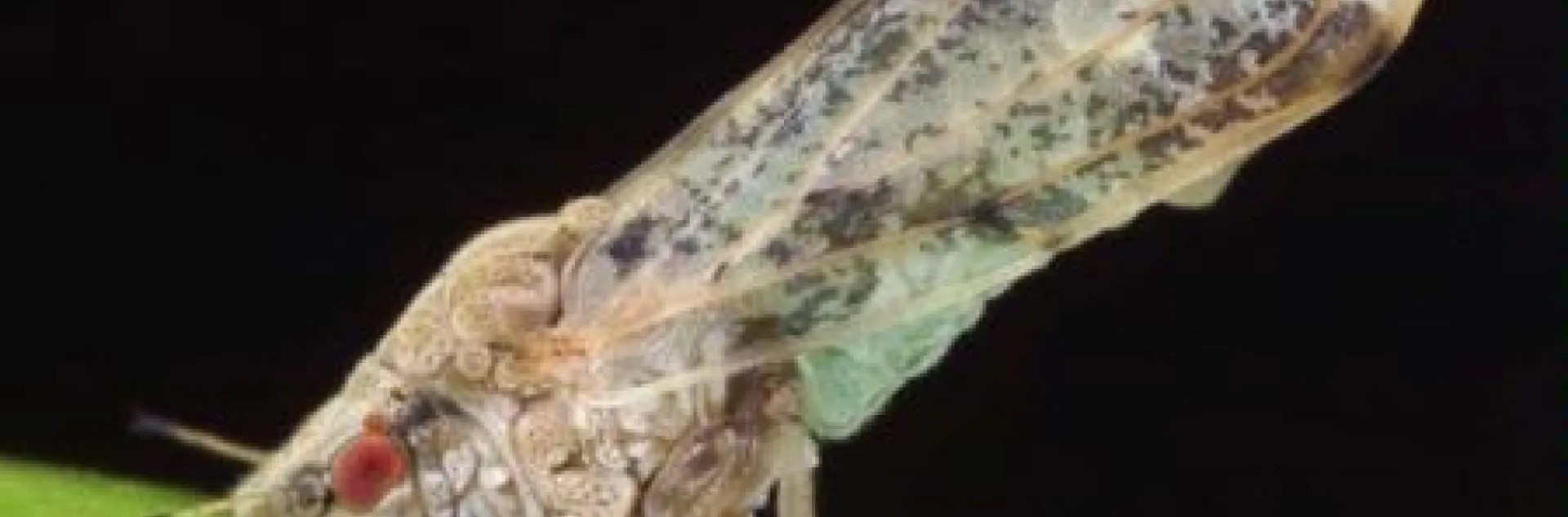 Asian citrus psyllid