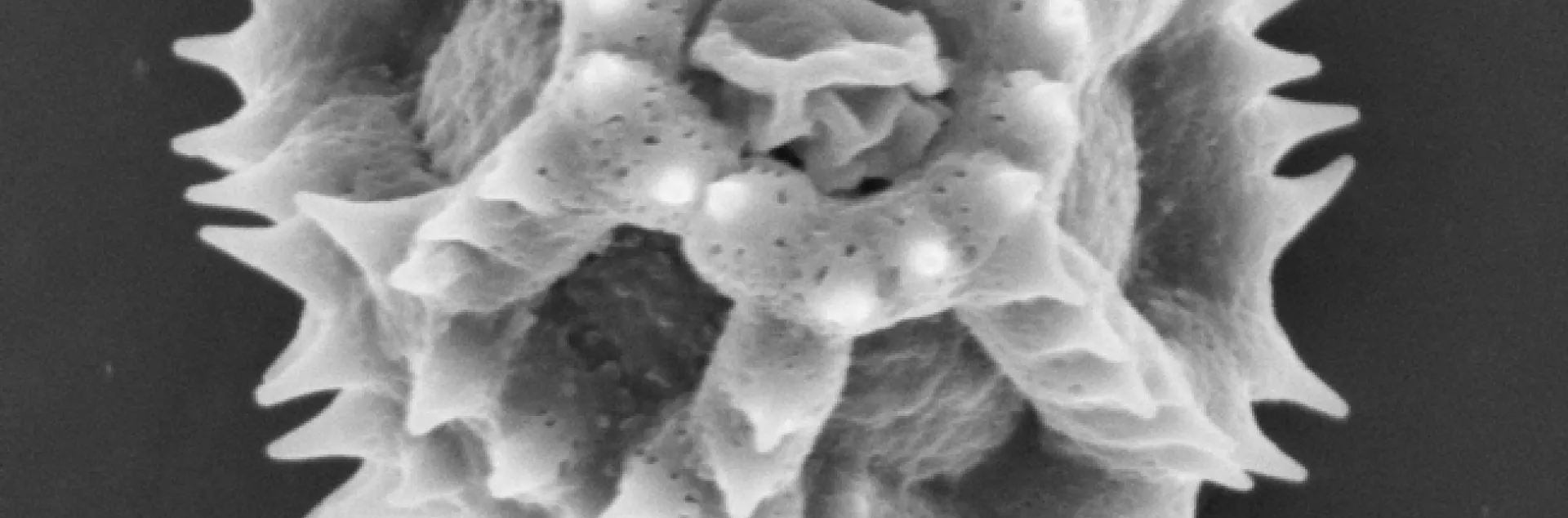 spiny pollen
