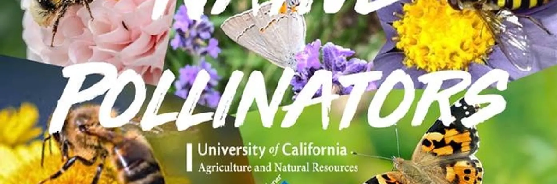 thumbnail image001 native pollinators