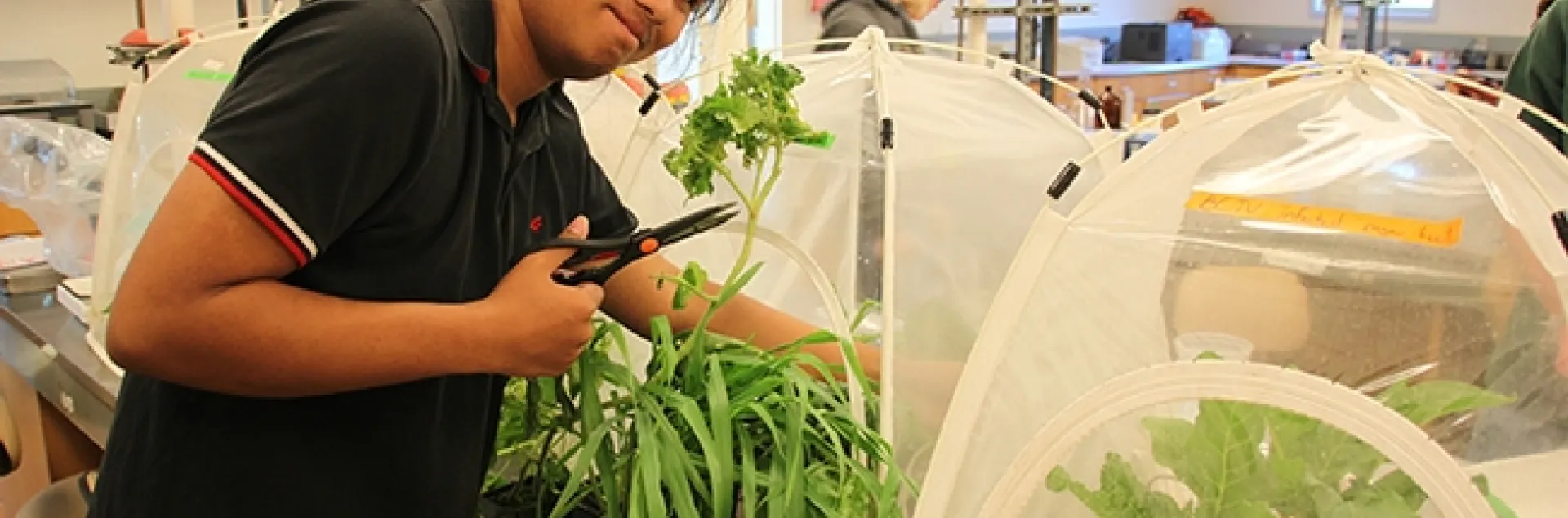 “Food for thought” shouldn't just be a thought; it should be an integral part of any school curriculum,” says UC Davis agricultural entomologist Christian Nansen. This image shows Peter Andrew Stephanus, a UC Davis undergraduate student in the Nansen class, Entomology 110. (Photo by Christian Nansen)