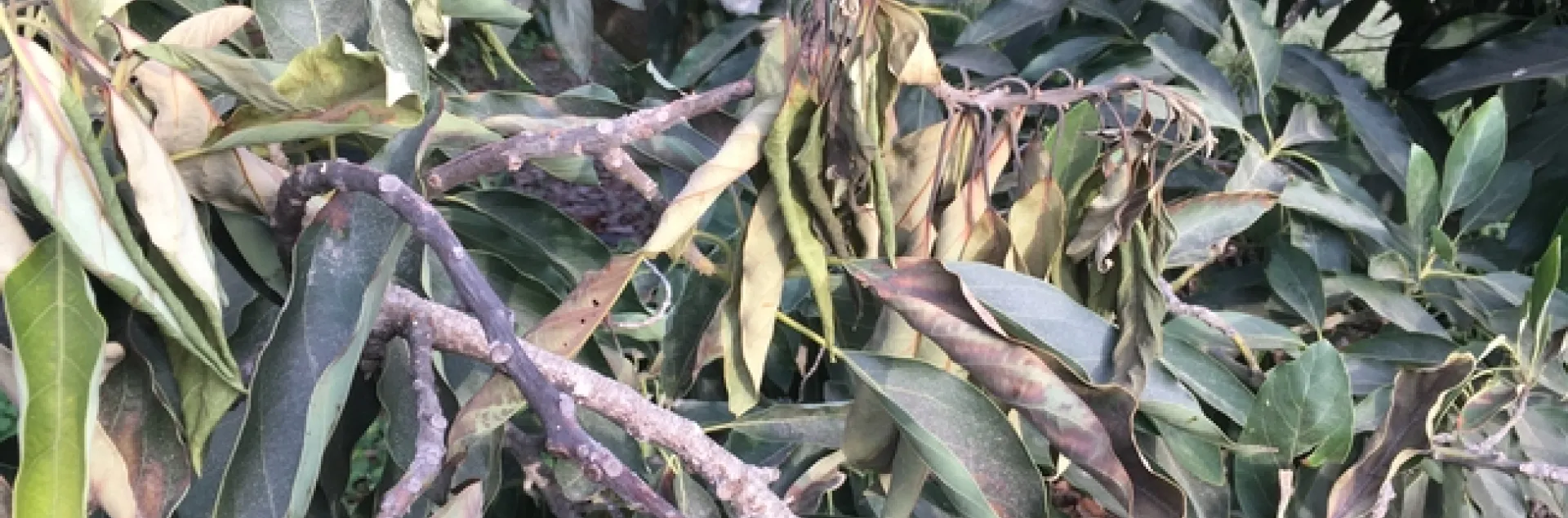 heat damage to avocado leaves