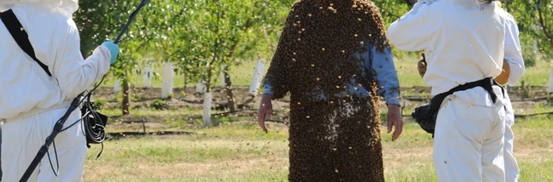 Former professional bee wrangler Norm Gary getting ready for a documentary in 2010. (Photo by Kathy Keatley Garvey)