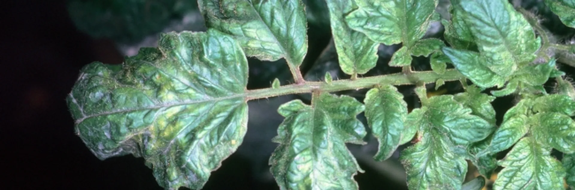 Tomato Mosaic Virus, Jack Kelly Clark, UC IPM
