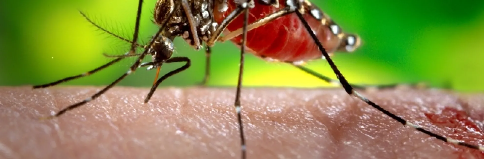 Zika mosquito, Aedes egypti. (Centers for Disease Control)