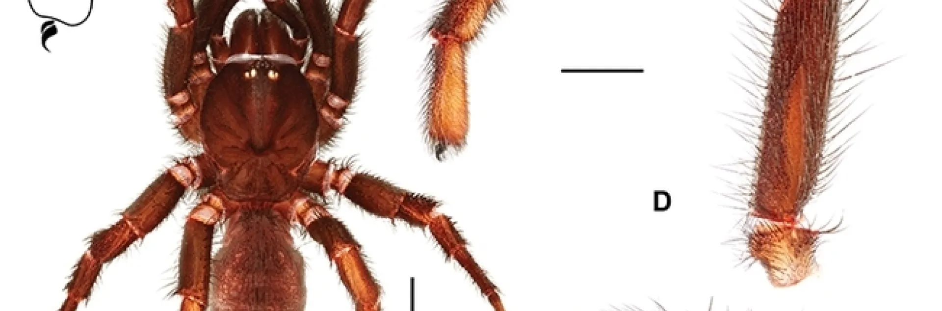 This is male of the species of a new genus of trapdoor spiders that UC Davis professor Jason Bond discovered in Monterey County. Bond proposes to name the genus, Cryptocteniza, part of which means “hidden or secret.” (Image by Jason Bond)