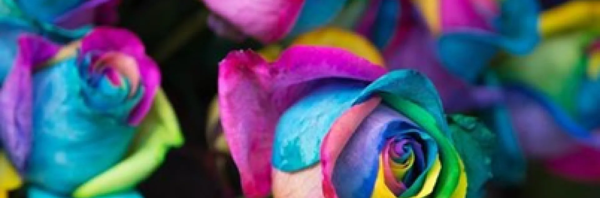 Photo: Andrew Majcher/Getty Images