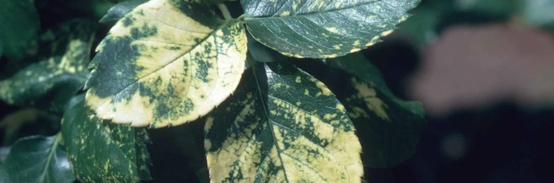 Rose Mosaic Virus on rose leaves, Jack Kelly Clark, UC IPM Program