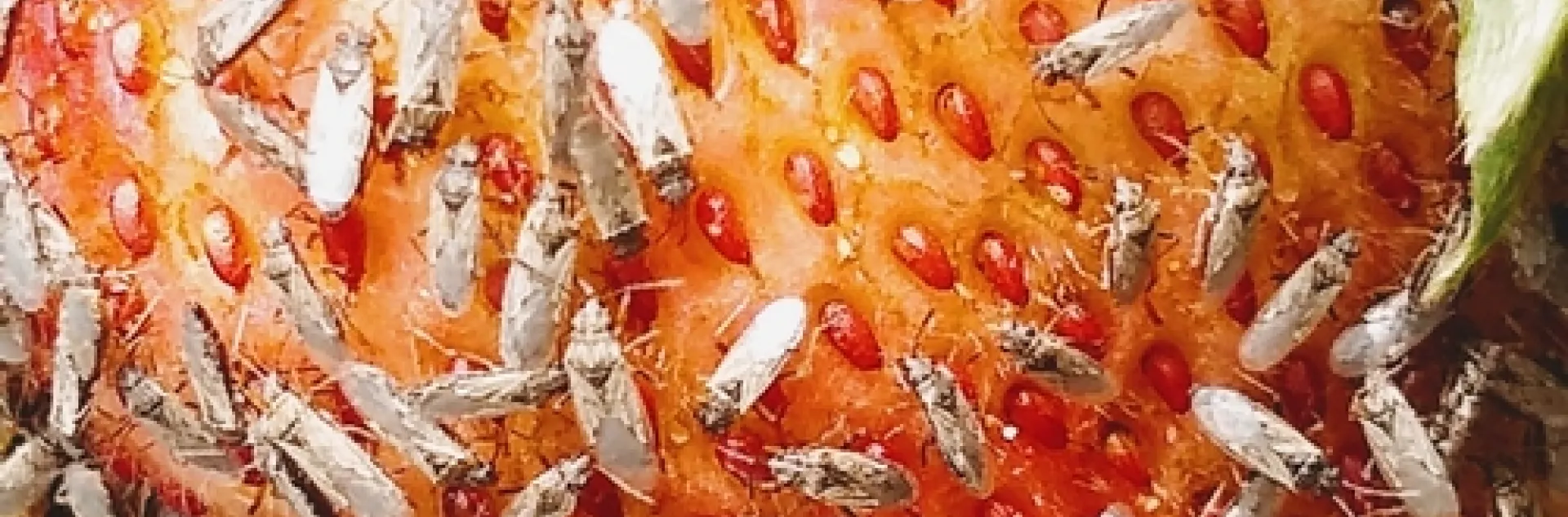 Chinche muy numerosa invadiendo una fruta de fresa en el campo. Foto por Amber Schat.