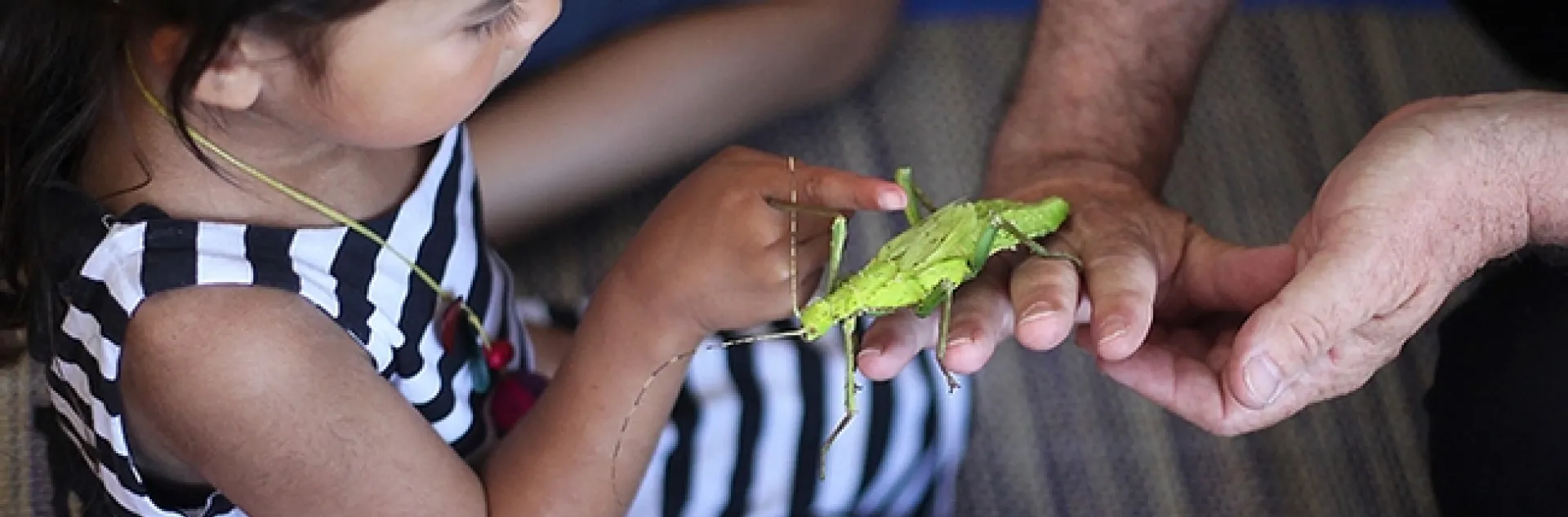An Australian walking stick (stick insect) gets some attention at a SaveNature.Org program. (Photo by Norm Gershenz)