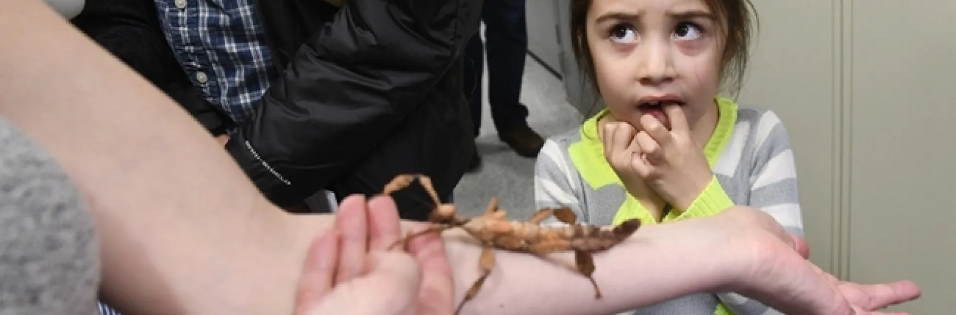 When Kira Olmos, 5, of Winters visited the Bohart Museum of Entomology  with her mother, Kendra Olmos, executive director of the Center for Water-Energy Efficiency, UC Davis Department of Civil and Environmental Engineering, she wasn't at all sure--at first--about meeting a stick insect. This candid photo won an international award in the ACE competition. (Photo by Kathy Keatley Garvey)