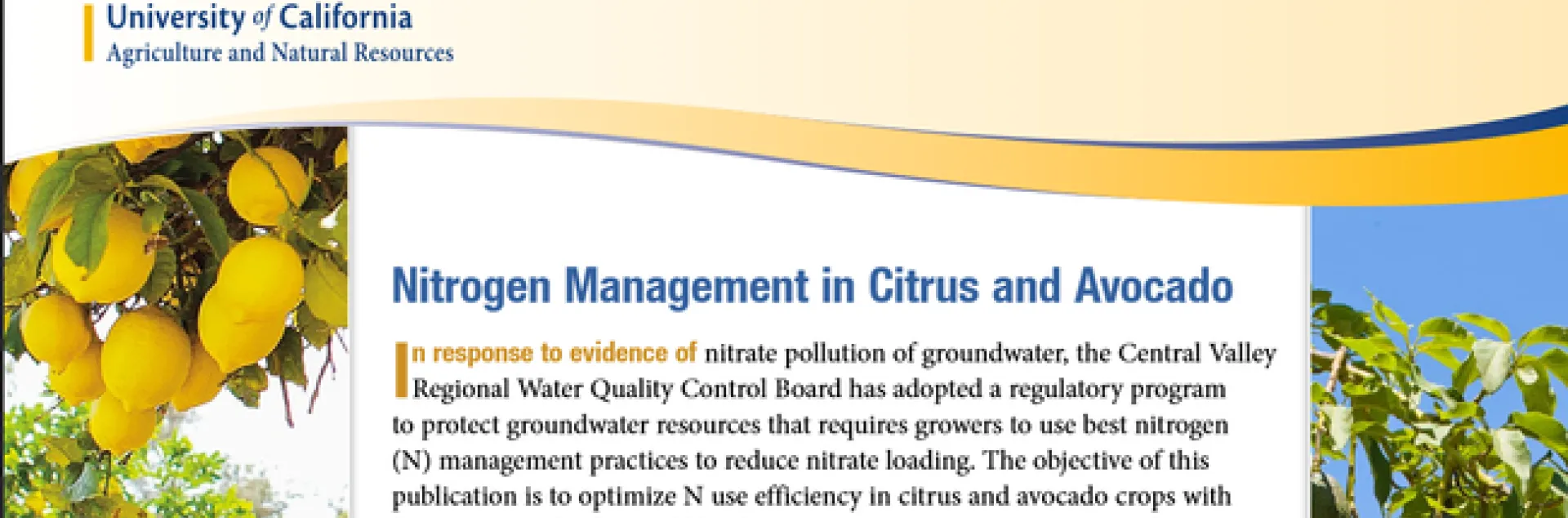 N Magmt lemon and avo pub