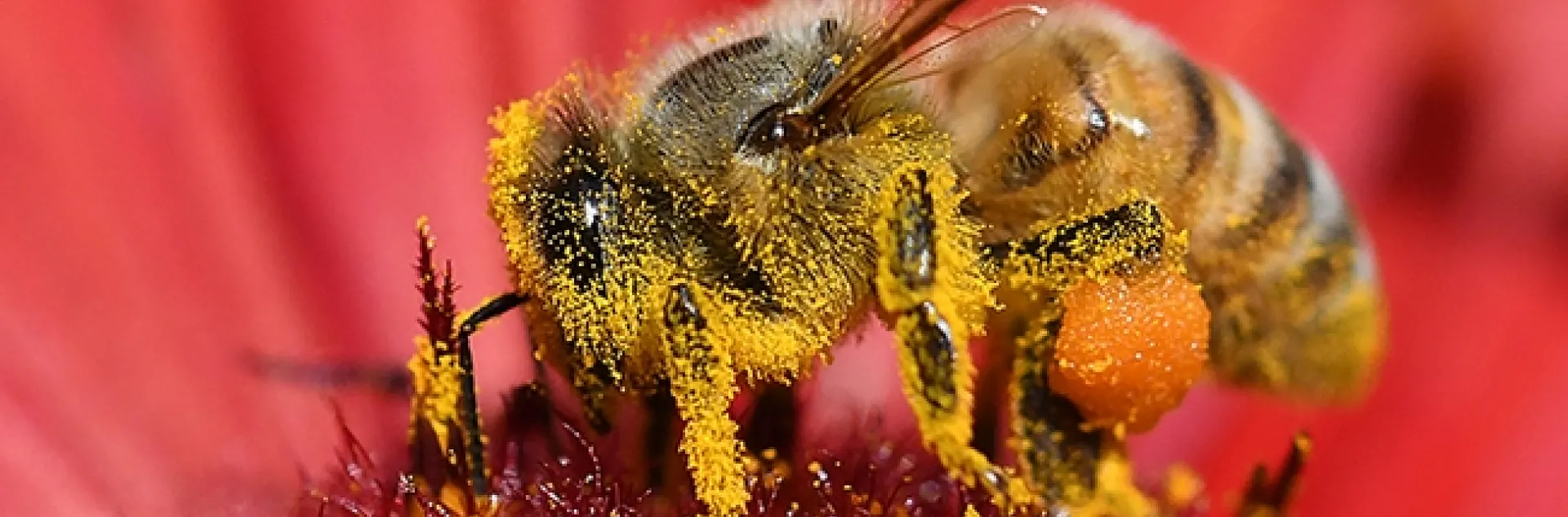 A honey bee dusted with pollen from the blanket flower, Gaillardia, in Vacaville, Calif. (Photo by Kathy Keatley Garvey)