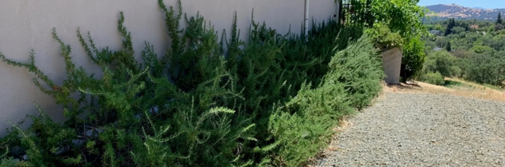 Huntington carpet (photos by Jeanine McAnaney)