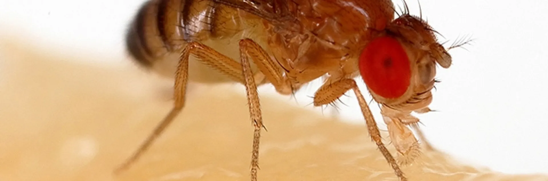 Drosophila melanogaster, known as the vinegar fly, is a widely used model organism for biological research. (Photo courtesy of Sanjay Archarya, Wikipedia)