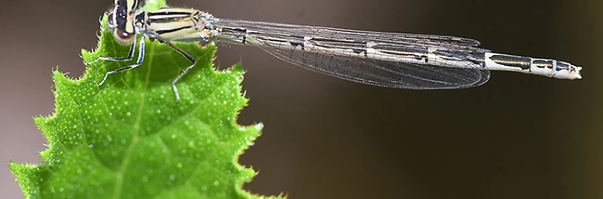 A female damselfly, identified as a familiar bluet, Enallagma civile, rests on a Tithonia leaf in Vacaville, Calif. (Photo by Kathy Keatley Garvey)