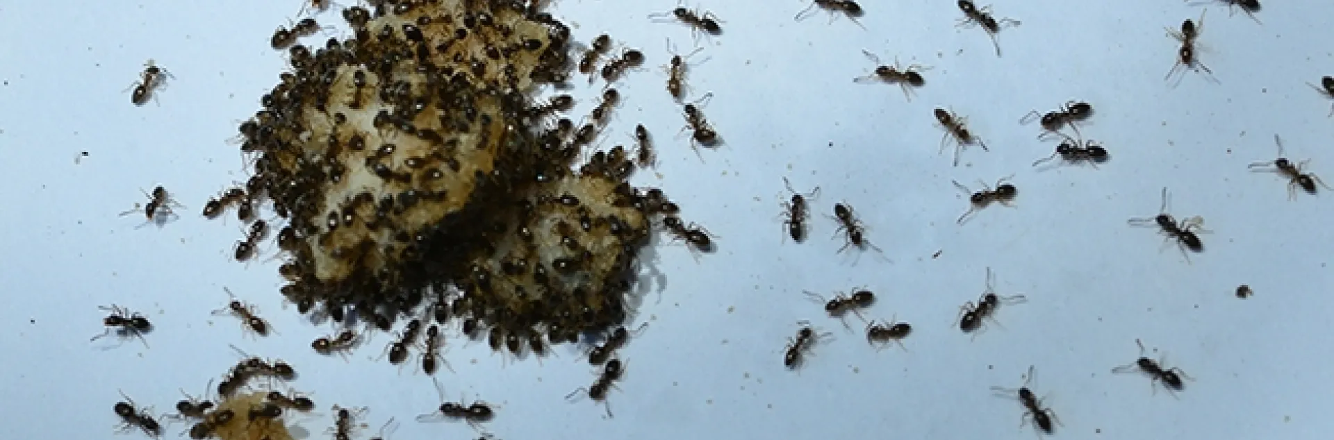 Ants head for food on the UC Davis campus. (Photo by Kathy Keatley Garvey)