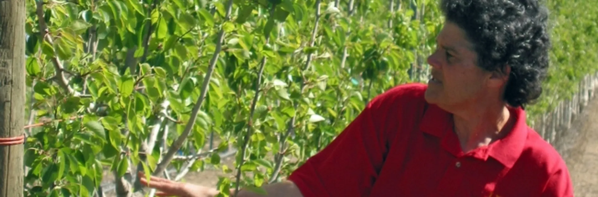 Rachel Elkins examines a pear rootstock trial in 2007.