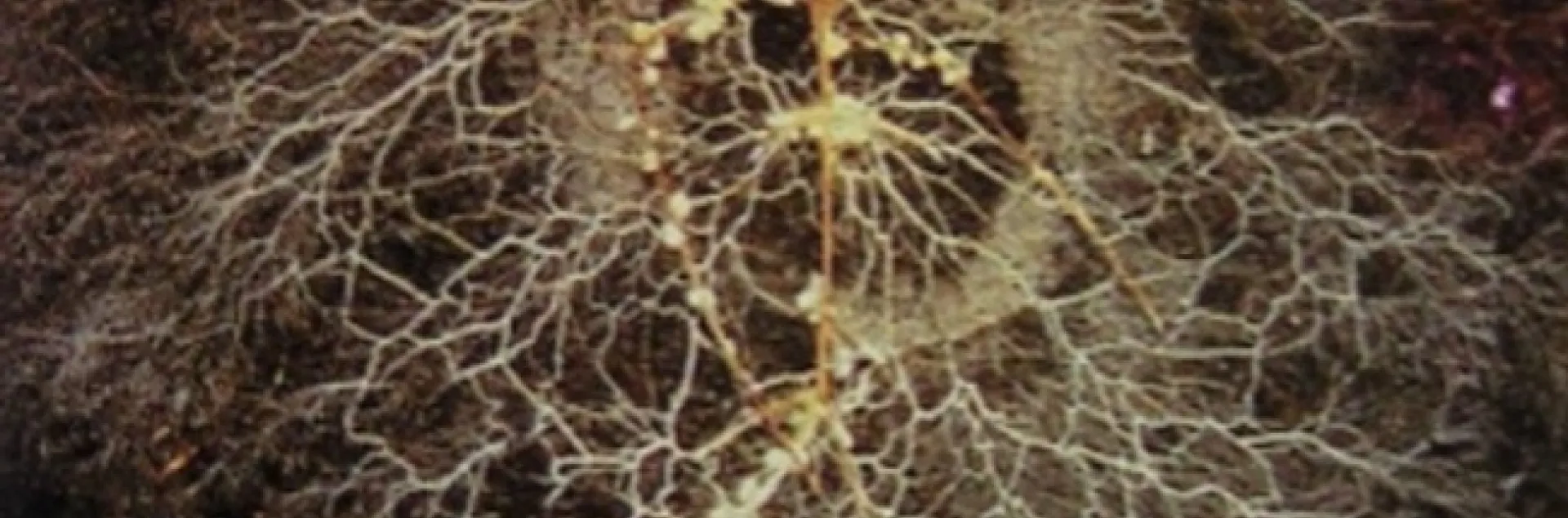 root system in the soil