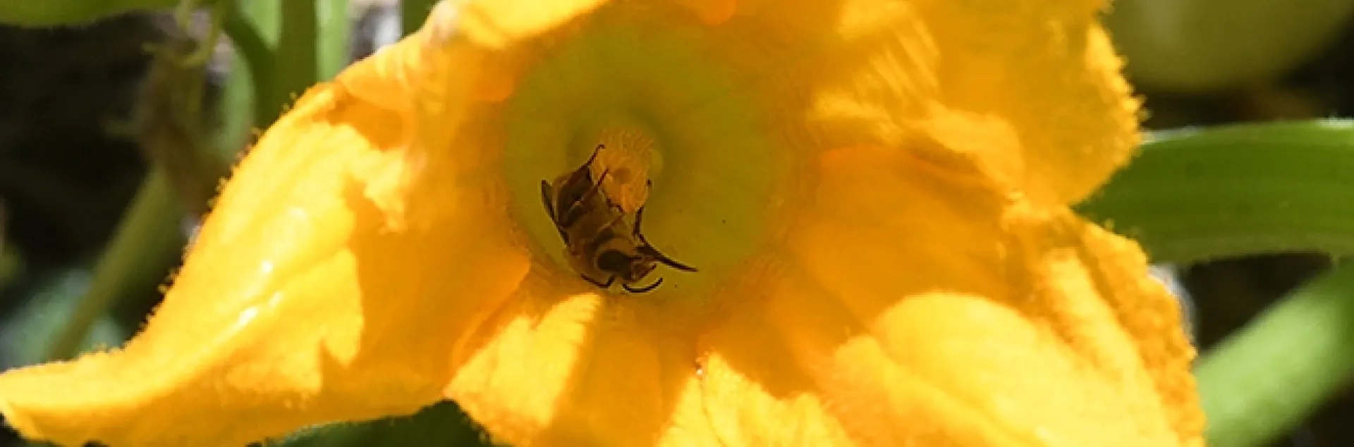 What's pollinating the squash blossom? A squash bee, Peponapis pruinosa, a species of solitary bee in the tribue Eucerini. (Photo by Kathy Keatley Garvey)