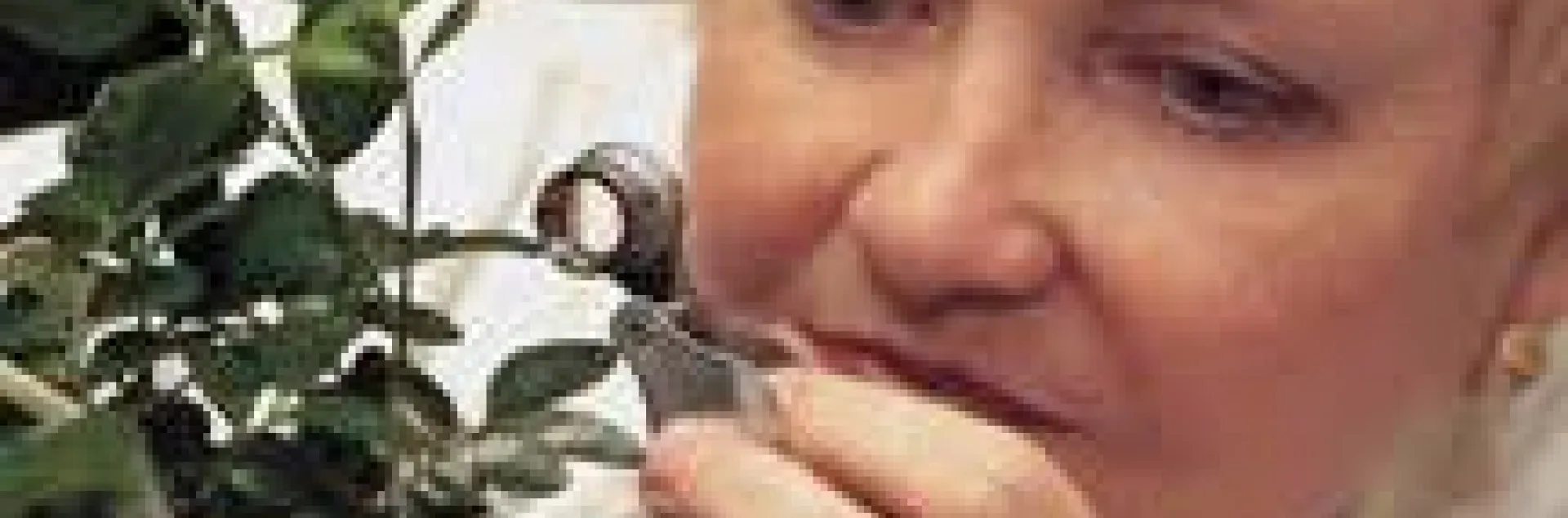 Marjorie Hoy, first woman faculty member of the UC Berkeley Department of Entomology, looks for mites on a plant.