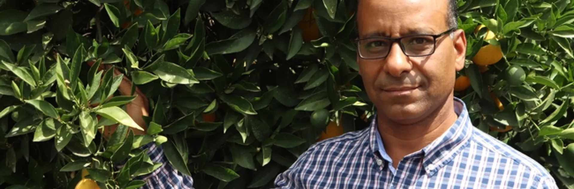 Ashraf El-kereamy, UC Cooperative Extension citrus specialist, will be the new director of Lindcove Research & Extension Center.