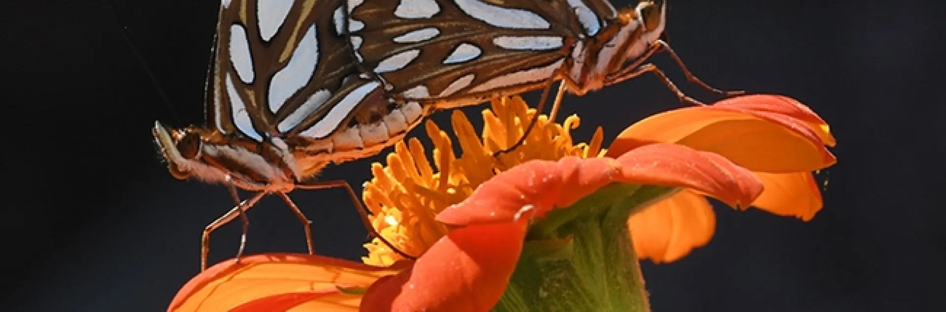 Gulf Fritillaries (Agraulis vanillae) keeping busy on a Tithonia flower in Vacaville, Calif. (Photo by Kathy Keatley Garvey)