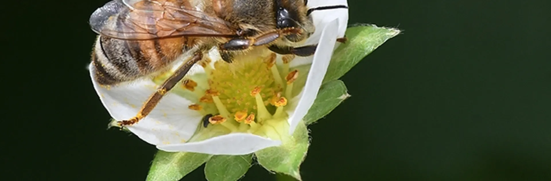 A honey bee struggles to fit inside a strawberry blossom. In the bee world, one size fits all.(Photo by Kathy Keatley Garvey)