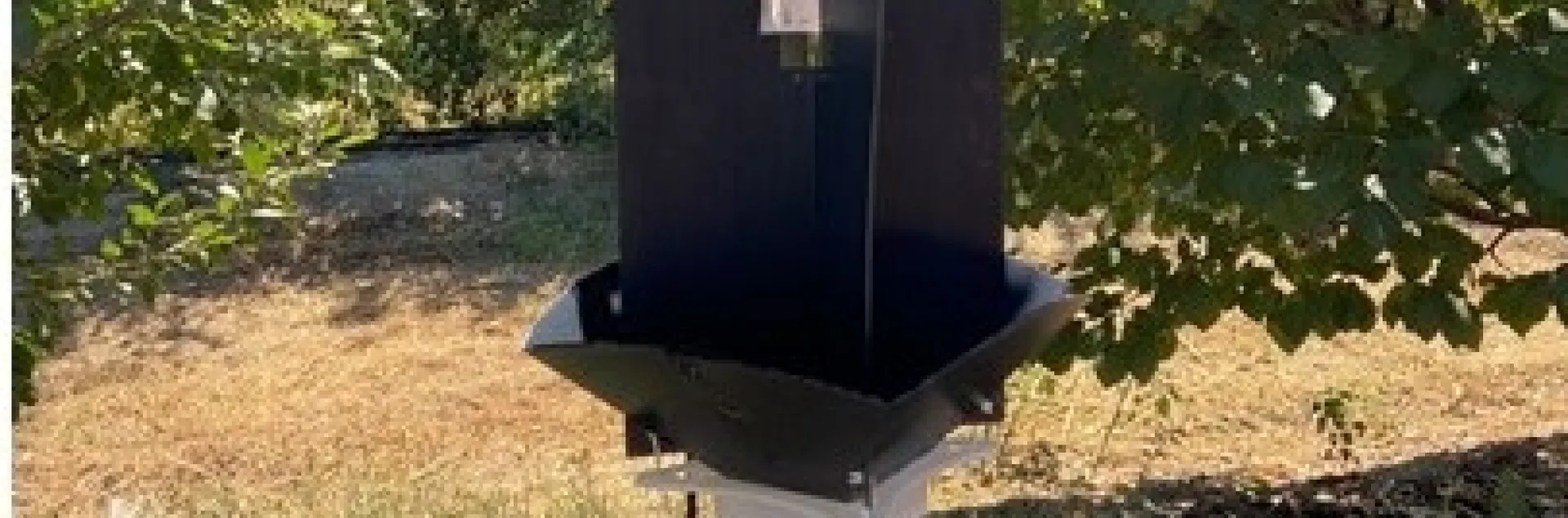 Velvet Longhorned beetle trap photo