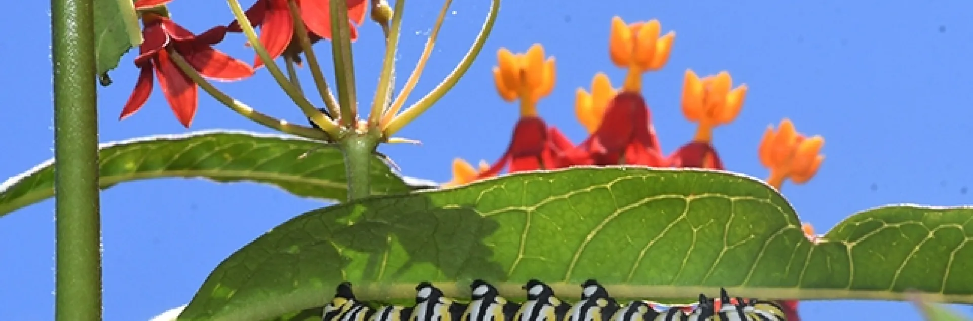 Peek a bee! A honey bee forages on tropical milkweed blossoms while a monarch caterpillar chows down. (Photo by Kathy Keatley Garvey)
